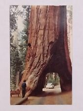 Yosemite National Park Drive Through Tree Mariposa Grove Posted 1954 Postcard picture