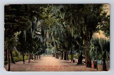 Savannah GA-Georgia, Bonaventure Cemetery Avenue, Vintage c1908 Postcard picture