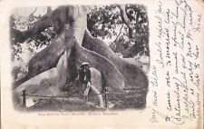 Nassau, BAHAMAS - Silk Cotton Tree - Winter - 1906 picture