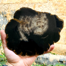 266Gr RARE BLACK Natural Petrified Wood Slab Slice Crystals Minerals Specimen picture