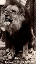 RPPC SLATS the Lion MGM Mascot Leo the Lion Gay's Lion Farm El Monte California picture