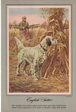 1958 English Setter original print from Outdoor Life - Rare picture