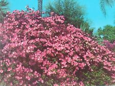 C 1961 Pretty Pink Azalea Time in Colorful Florida Vintage Chrome Postcard picture