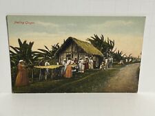 Peeling Ginger Jamaica Postcard A46 picture