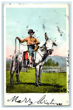 c1905 A Rough Rider, Kid Riding Buck and Holding a Bridle Posted Postcard picture