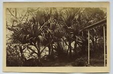Palm Trees - Ascension Island - c1880s Photo picture
