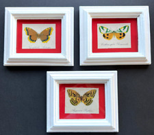 Vintage Butterfly Pictures Set of 3 Small Prints Made in Italy 1960’s picture