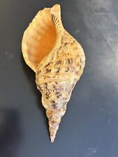 EXCEPTIONAL Giant Triton  Trumpet  Conch Seashell Charonia. 13”-33cm  1 Lb picture