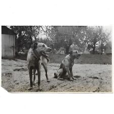 Airedale Terriers Barking Vintage Photo Farm House Dirt Driveway Dogs Snapshot picture