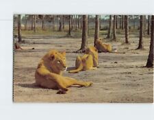 Postcard Safari Thru Lion and Other Wild Animals at Lion Country Safari USA picture