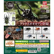 Big Book of Living Things: Kabutomushi 06 Complete with all 5 types BANDAI Gasha picture