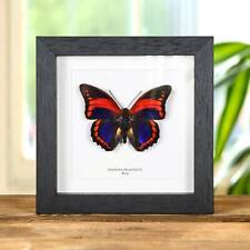 Taxidermy Prepona praeneste Butterfly from Peru in Box Frame picture