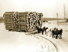 1909 Huge Load of Logs Pine Island Minnesota Old Photo 8.5