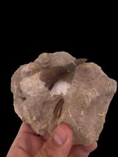 Two teeth original marine fossil mussurs associated with prehistoric times picture