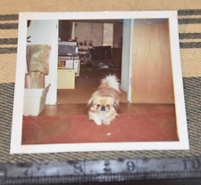 Photograph PEKINGESE Dog Cute But Ugly SNAPSHOT Vintage picture