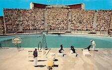 Los Angeles CA Marineland of the Pacific Dolphin Flipper Jump Vtg Postcard C25 picture