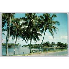 Postcard FL Tropical Florida Scene picture
