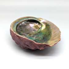 Red Abalone Haliotis Rufescens Shell Natural Large 7.5