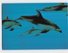 Postcard Pacific White-Sided Dolphin John G Shedd Aquarium Chicago Illinois USA picture
