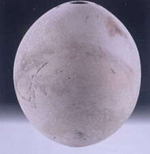 Beautiful Rare Well Preserved Ostrich Egg picture