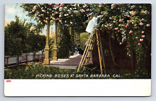 Postcard Picking Roses Santa Barbara California CA picture