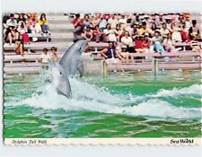 Postcard Dolphin Tail Walk Sea World USA picture
