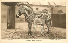 Postcard UK London Zoo C-1910 Zebra & Young Bond 23-3344 picture