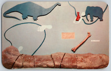 Postcard~ Repro Of Human & Dinosaur Thigh Bone Dinosaur Nat. Monument~ UT/ CO picture