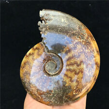 1.45LB whole natural ammonite fossil conch crystal specimen healing MDC5037 picture