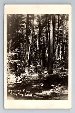 Grayling, MI-Michigan, RPPC: Hartwick Pines, c1943, Vintage Postcard picture