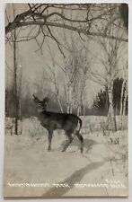 Northwoods Deer Ironwood Michigan Real Photo Vintage RPPC Postcard Posted 1943 picture