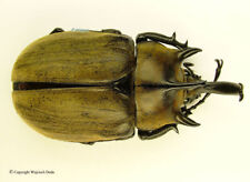 Megasoma gyas porioni - male, rare, 82mm, wild picture