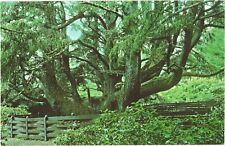 Hundreds Years Old Sitka Spruce Octopus Tree, Oregon Coast Rain Forest Postcard picture