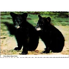 Twin Black Bear Cubs Vintage Postcard 3.5