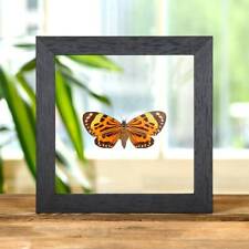 Boisduval's Tiger Taxidermy Moth in Clear Glass Frame (Chetone histrio) picture