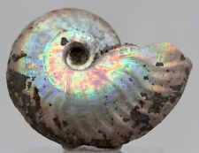 BEAUTIFUL iridescent Ammonite Fossil Opalized Ammolite MADAGASCAR Nautilus Opal picture