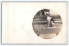 c1905 Cute Terrier Dog House Scene RPPC Photo Unposted Antique Postcard picture