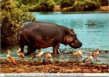 VINTAGE CONTINENTAL SIZE POSTCARD HIPPOPOTAMUS AND EGYPTIAN GEESE AFRICA 1970s picture