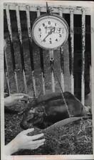 1970 Press Photo Baby Hippo Being Weighed at the Zoo - nee42172 picture