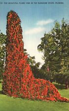 Postcard FL Beautiful Flame Vine in Sunshine State Linen Vintage PC f2186 picture