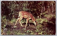 Postcard Nature's Darling Fawn Eating picture
