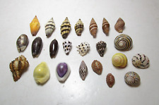 Lot 23 Vtg Cowrie Cone Snail Shell Nerita Hexaplex Conch Small Seashells picture