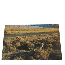 Postcard Great Sand Dunes National Park Coyote Chrome Unposted picture