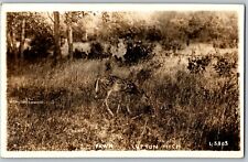 C1905 RPPC Fawn Deer Bambi Spots Newborn Lupton MI Postcard picture