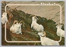 Animal~Alaskan Dall Sheep On Mountain~Continental Postcard picture