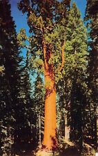 General Sherman Tree Giant Sequoia Three Rivers California Vtg Postcard A12 picture