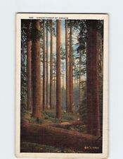 Postcard Virgin Forest Of Oregon picture