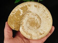 Huge 112 Million Year Old WHITE Ribbed AMMONITE Fossil Madagascar 691gr picture