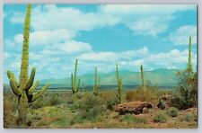 Postcard Southern Arizona Giant Saguaros Cacti Desert Unposted Chrome picture