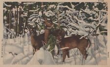 Wild Life Scenes Deer In Snowy Thicket Linen Vintage Postcard picture